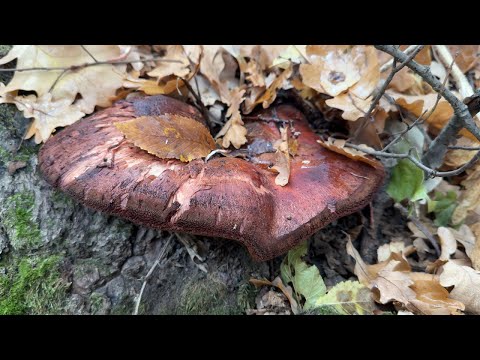 Видео: Найсмачніші пізньоосінні гриби (28 жовтня 2025)