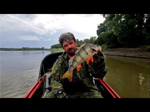Видео: Окуневый день. Рыбалка на Оби ( Сузун ) 16 июля 2023г. Джиг по коряжнику. Щука, Судак, Окунь.