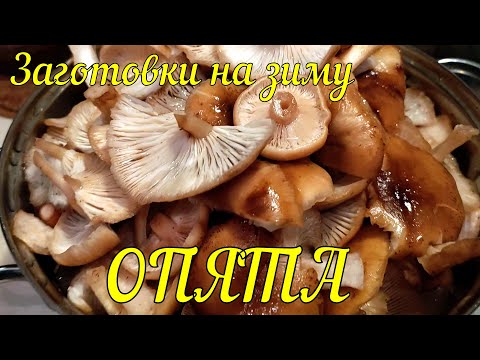 Видео: ЖАРЕНЫЕ ОПЯТА на ЗИМУ- СУПЕР простой рецепт!!!