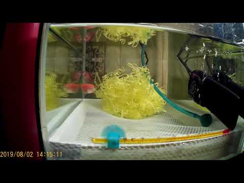 Видео: нерест тернеций глофиш