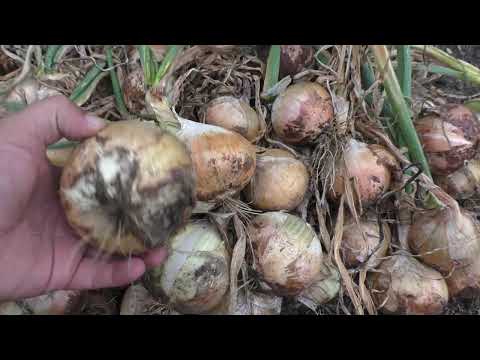 Видео: Всё сделал правильно — а лук вырос неровно! Что не так с грядкой?