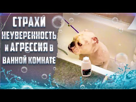Видео: Страхи, неуверенность и агрессия в ванной комнате