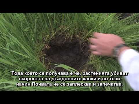 Видео: Покривни култури в овощни градини - защо обработките пречат на дъжда да попие