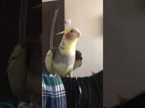 Видео: Корелла разговаривает. Маша привет, давай поцелуемся😄. Смешная птичка