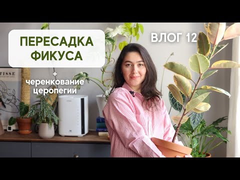 Видео: Черенкование ОЧЕНЬ длинной ЦЕРОПЕГИИ / Пересадка БОЛЬШОГО ФИКУСА