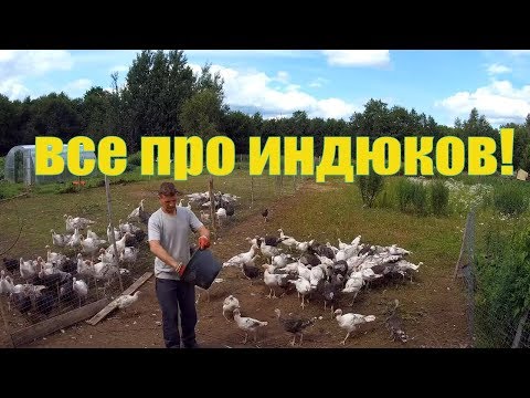 Видео: По просьбам трудящихся: Содержание и кормление индюков (мой способ) и деревенские будни