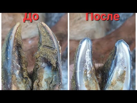 Видео: (49)Койду тырмагын кантип алуу керек?Как правильно обрезать обросшую часть копыта у овец
