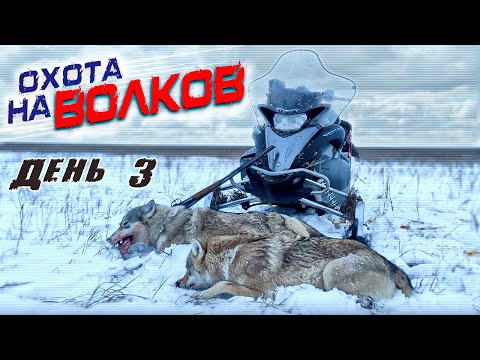 Видео: охота на волков!добыл двух волков!