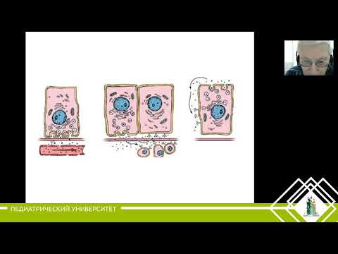 Видео: 13. Эндокринная система