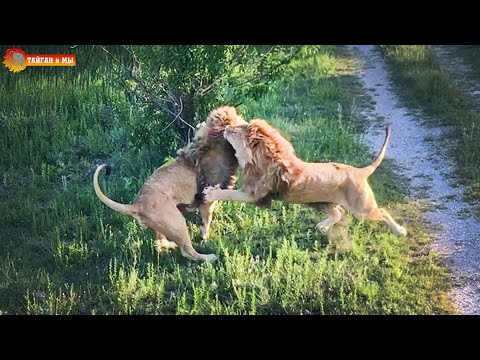 Видео: Битва на границе прайдов - владения вожака под угрозой. Тайган. Battle of prides. Lions in Taigan