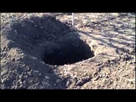 Видео: Посадочные ямы для винограда, как я их подготавливаю