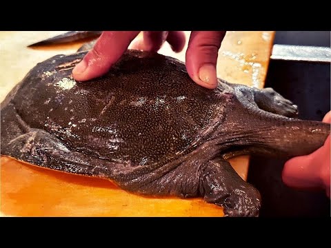 Видео: Японский ресторан, где подают черепаху с мягким панцирем, синего краба и куэ.