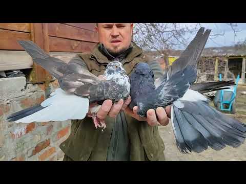Видео: Для голубеводов с Америки🇺🇲 #birds #pigeon