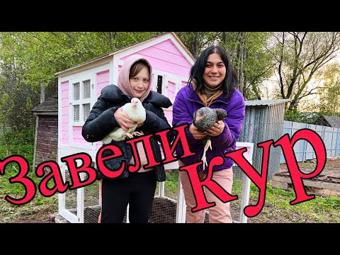 Видео: Мы завели кур🙂 Наш первый курятник