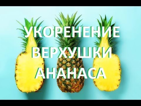 Видео: УКОРЕНЕНИЕ ВЕРХУШКИ АНАНАСА. Как укоренить верхушку ананаса с магазинного плода