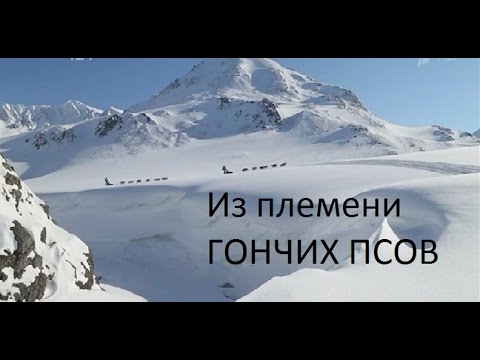 Видео: «Из племени гончих псов». -HD- Документальный фильм об уникальной гонке на собачьих упряжках