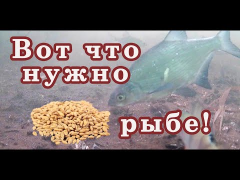 Видео: Посмотрите-Собирает стаи рыб! Не тратьте ЗРЯ ДЕНЬГИ! Супер дешёвая и Результативная зимняя прикормка