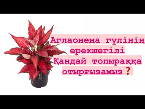 Видео: АГЛАОНЕМА ГҮЛІНІҢ КҮТІМІ🪴БАПТАУ ЖОЛЫ❗️(аглонема ансу сорты)