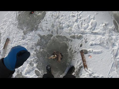 Видео: Я В ШОКЕ! НЕ УСПЕЛ УСТАНОВИТЬ ХАПУГУ И СРАЗУ ПОЙМАЛ РЫБИНУ.УДАЧНАЯ РЫБАЛКА НА ХАПУГИ ПО ПЕРВОМУ ЛЬДУ