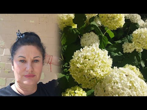Видео: ЗНИЖКИ В,,АВРОРА,,ДОМАШНІЙ ВЛОГ 💛💙