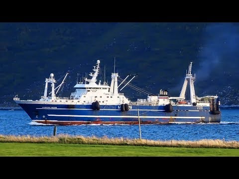 Видео: Промысел путассу на борту МРКТ Капитан Назин - Bluewhiting catching aboard of f/t Kapitan Nazin