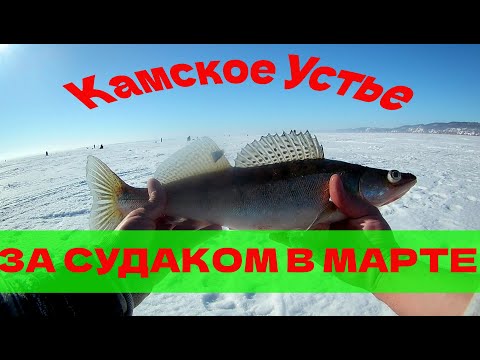 Видео: Камское Устье рыбалка в марте на судака и берша 2022г. Обзор приманок для судака и берша в Камском.
