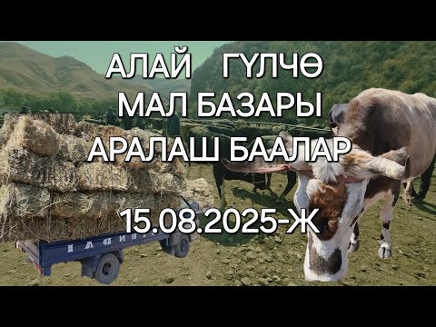 Видео: АЛАЙ ГҮЛЧӨ МАЛ БАЗАРЫ БУКАЛАР ЖАНА АРАЛАШ БААЛАР