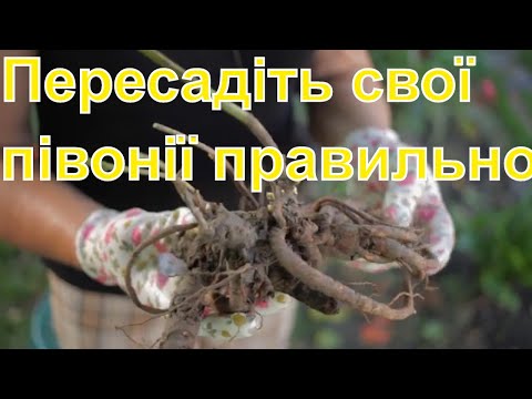 Видео: Піони пересадка