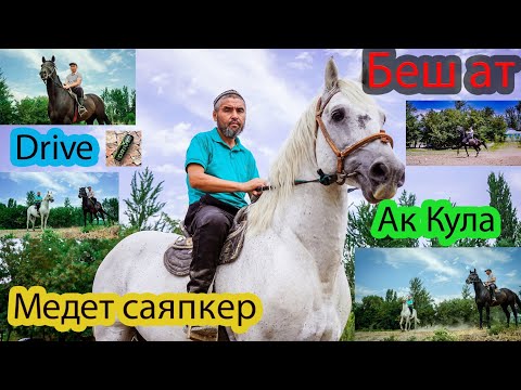 Видео: Медет саяпкер мыкты аттарды топтоп келди😨😨😱😱