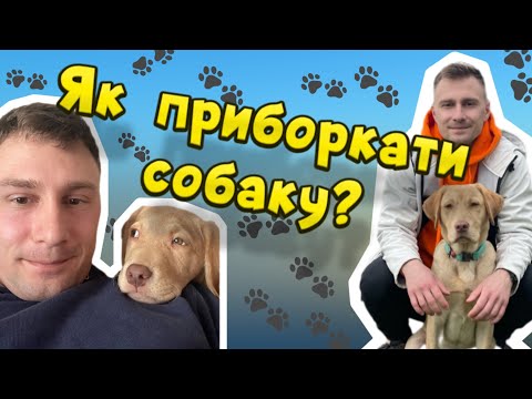 Видео: Як приборкати собаку? Як стати Вожаком? Цуценя домінує!
