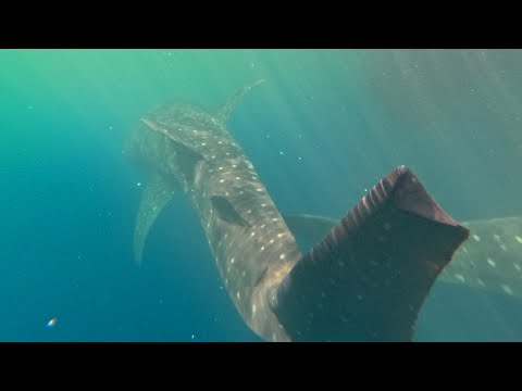 Видео: Как я гладил... китовых акул залива Чендравасих, Папуа. 13 день пути