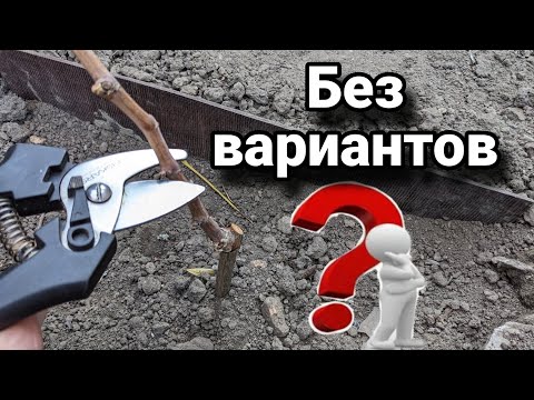 Видео: Почему буду обрезать на обратный рост, варианты обрезки годичного куста винограда 🍇🤔