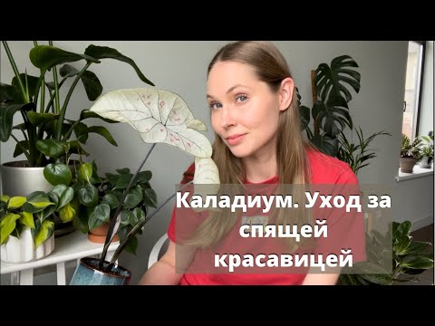 Видео: Каладиум. Уход.