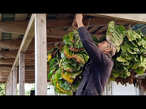Видео: Дощі ідуть, сушки немає. Вертаємося до старого-нового способу переробки тютюну. Будні села.