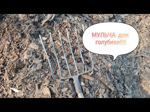 Видео: Чем мульчировать голубику. Самый лучший и не дорогой способ.