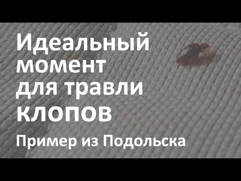 Видео: Уничтожение клопов в Подольске и идеальный момент для заказа дезинсекции