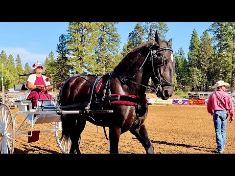 Видео: Одиночные, женские, любительские скачки ~2025 Draft Horse Classic