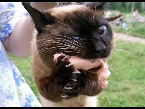 Видео: 😺 Бесстыжие воришки! 🐈 Видео смешных котов, котят и собак! 😻