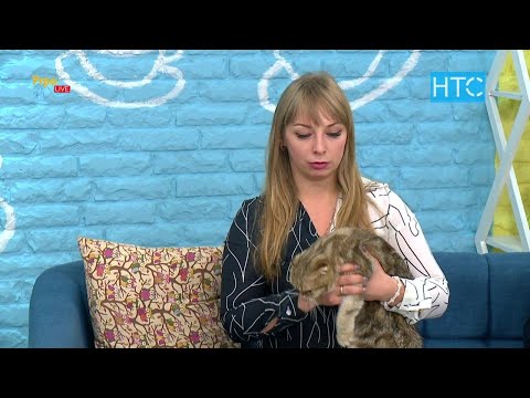 Видео: Олеся Казаченко: “Шотландские кошки не любят сидеть на руках” / УтроLive / НТС