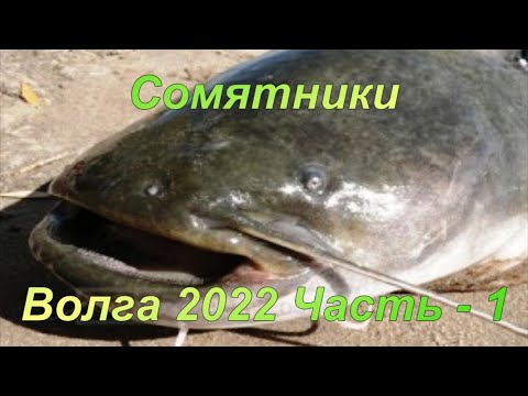 Видео: Сомятники: р. Волга 2022. Часть 1.