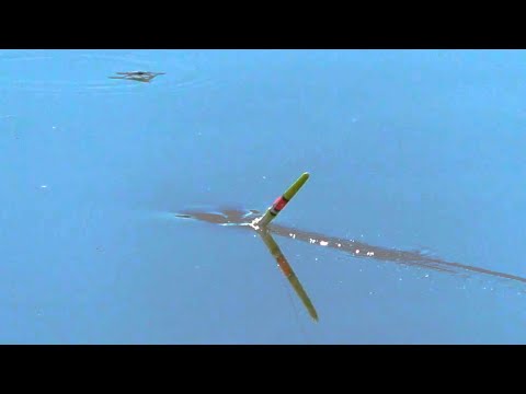 Видео: РЫБАЛКА НА ПОПЛАВОК 2020! Секреты поплавочной ловли. Спортивная оснастка!