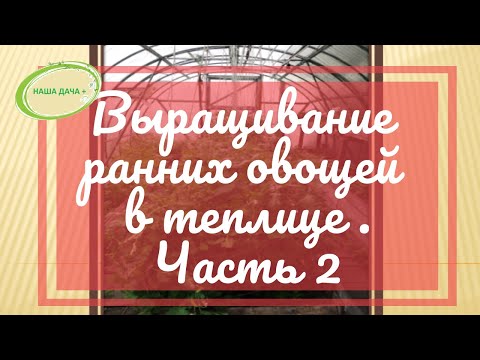 Видео: Выращивание ранних овощей в поликарбонатной теплице  Часть 2  Долгих Анна