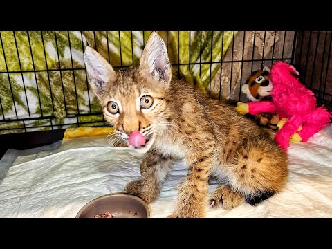 Видео: Спасённый рысёнок Тимка СТАЛ ПЕРЕВОРАЧИВАТЬ ВОДУ! Сил все больше. /  ПАРК ЛЬВОВ ЗЕМЛЯ ПРАЙДА МОСКВА