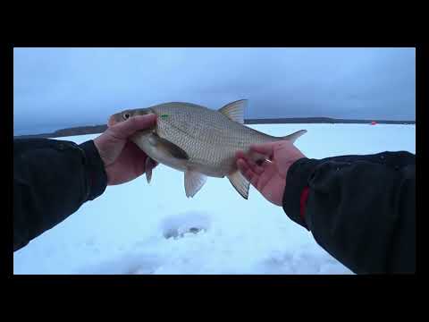 Видео: Лещ гнёт кивки. Десногорское водохранилище. Богданово.