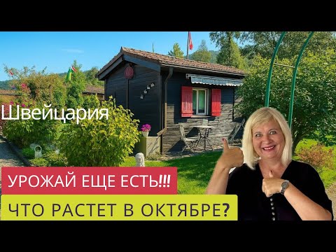 Видео: ОСЕННЯЯ ПРОГУЛКА ПО САДОВОМУ ТОВАРИЩЕСТВУ!🇨🇭🔥❤️ЧТО РАСТЕТ ЕЩЕ В ОКТЯБРЕ У ОГОРОДНИКОВ РАЗНЫХ СТРАН