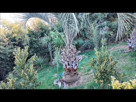 Видео: Частный питомник растений в Сочи у Елени, второе отделение.