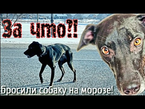 Видео: 💔Купили"Стафа"у плодильщиков/ вырос не стаф/худую собаку бросили зимой на трассе в-40С° help the dog