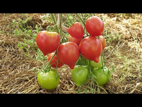 Видео: Томат Гибрид Тарасенко 2. Отличный сорт для закатки!