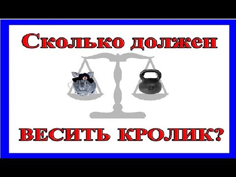 Видео: Сколько должен весить кролик?