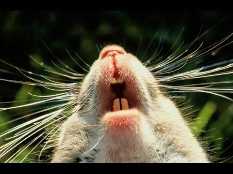 Видео: Как вывести крыс и мышей.  Яд или ультразвук?